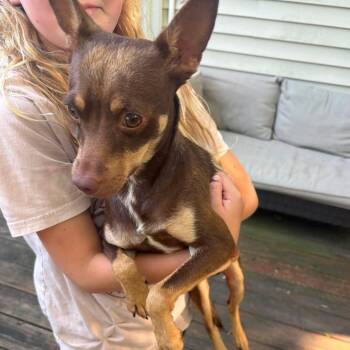 Jake -  Terrier and Mixed Breed Dog for Adoption in Boone, Iowa - Jake | PetCurious