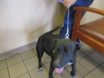 Rescue Labrador Retriever Dogs for Adoption in Ocala, Florida - HARLEY | PetCurious