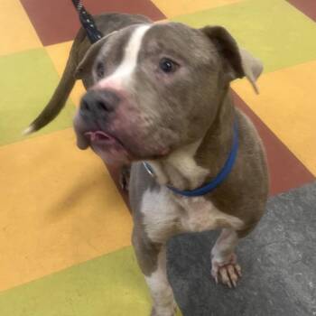 Pit Bull Terrier Dogs Available for Adoption - Fork | PetCurious
