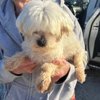 Spud -  Maltese Dog for Adoption in Normal, Illinois - Spud | PetCurious