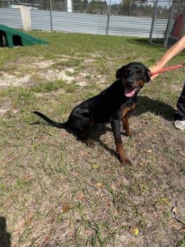 Henry -  Doberman Pinscher and Rottweiler Dog for Adoption in Crescent City, Florida - Henry | PetCurious