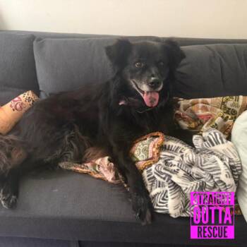 Betty -  Retriever Dog for Adoption in Vancouver, British Columbia - Betty | PetCurious
