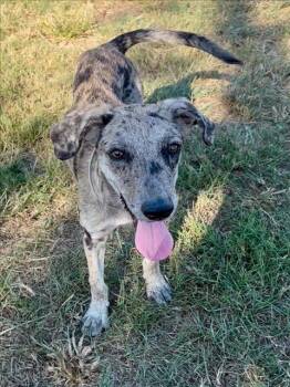 Rescue Catahoula Leopard Dog Dogs for Adoption in Conroe, Texas - SORELLA | PetCurious
