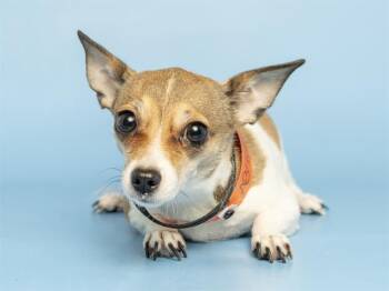 Chihuahua Dogs Available for Adoption in Phoenix, Arizona - THIMBLE | PetCurious