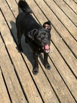 Boogie -  Pug and Beagle Dog for Adoption - Boogie | PetCurious