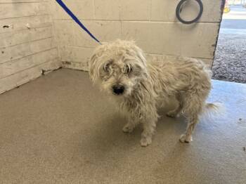 Rescue Maltese and Mixed Breed Dogs for Adoption in San Bernardino, California - FRANK | PetCurious