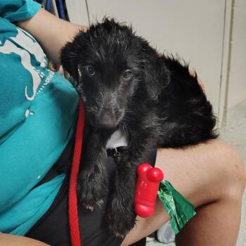 Mixed Breed Dogs Available for Adoption in Gainesville, Florida - Cedar | PetCurious
