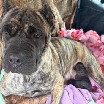 Miranda -  Cane Corso Dog for Adoption in Manchester, Pennsylvania - Miranda | PetCurious