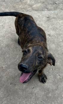 And Paws : Andre -  Labrador Retriever Dog for Adoption in Aurora, Indiana - And Paws : Andre | PetCurious