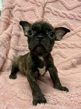 French Bulldog Dogs Available for Adoption - Sapphire | PetCurious