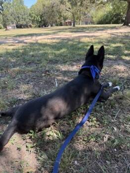 Rescue Labrador Retriever and Mixed Breed Dogs for Adoption in Houston, Texas - Susy (Kendall) | PetCurious