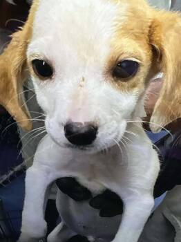 Rescue Chihuahua and Hound Dogs for Adoption in New York, New York - Jake | PetCurious