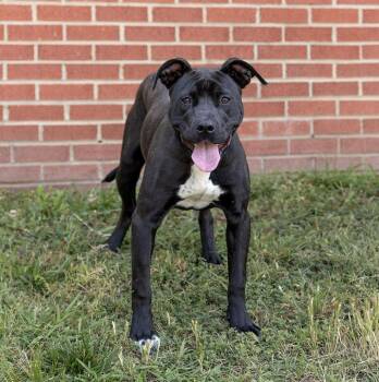 Yuzu -  Mixed Breed Dog Available for Adoption in Durham, North Carolina - Yuzu | PetCurious