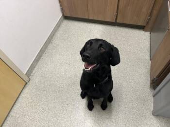 BRUCE -  Labrador Retriever Dog for Adoption in Loveland, Colorado - BRUCE | PetCurious