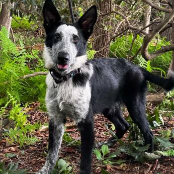 Ghost (26-255) -  German Shepherd Dog Dog for Adoption in New Ringgold, Pennsylvania - Ghost (26-255) | PetCurious