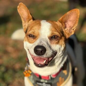 Jack Jack the Loving Cat Friend -  Jack Russell Terrier and Chihuahua Dog for Adoption in Friendswood, Texas - Jack Jack The Loving Cat Friend | PetCurious
