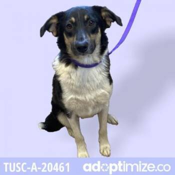 Molly (FKA Purdy) -  Collie and Mixed Breed Dog for Adoption in Tuscaloosa, Alabama - Molly (FKA Purdy) | PetCurious