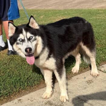 Misha -  Siberian Husky Dog for Adoption in Spring, Texas - Misha | PetCurious