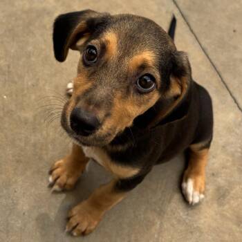 Rizzo -  Beagle Dog for Adoption in Freeport, Florida - Rizzo | PetCurious
