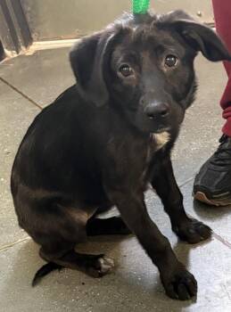 Pen 235 Opal -  Labrador Retriever Dog for Adoption in Lawrenceville, Georgia - Pen 235 Opal | PetCurious