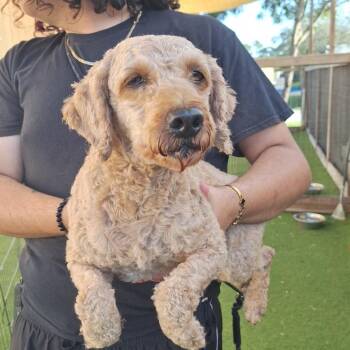 Sally 8071 -  Poodle Dog for Adoption in Loxahatchee Groves, Florida - Sally 8071 | PetCurious