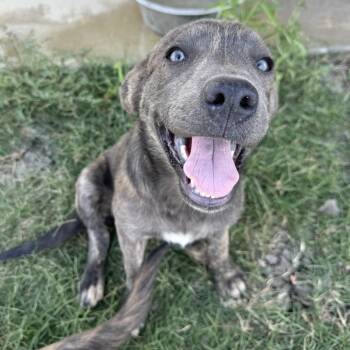 Chips -  Mixed Breed Dog for Adoption in Pelham, New Hampshire - Chips | PetCurious