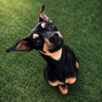 Celeste -  Terrier Dog for Adoption in Bloomfield, Connecticut - Celeste | PetCurious