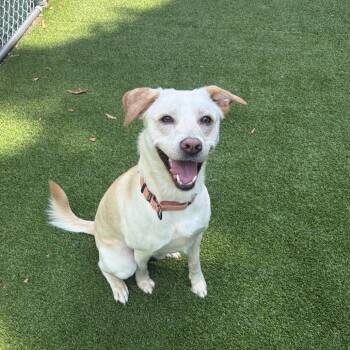 Colton -  Mixed Breed Dog for Adoption in Warwick, Rhode Island - Colton | PetCurious