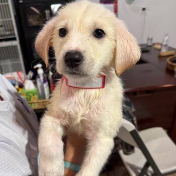 Mixed Breed Dogs Available for Adoption in Parker, Colorado - 448 (2026) Custard | PetCurious