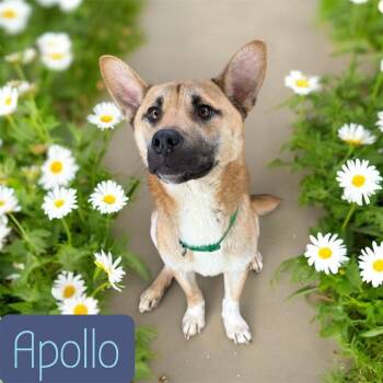 Apollo -  Shiba Inu Dog for Adoption in Camden, Tennessee - Apollo | PetCurious