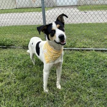 Rescue Hound Dogs for Adoption in Beaumont, Texas - Miles | PetCurious