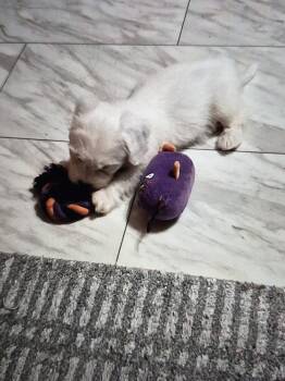 Valentina -  Poodle Dog for Adoption in Sedalia, Colorado - Valentina | PetCurious
