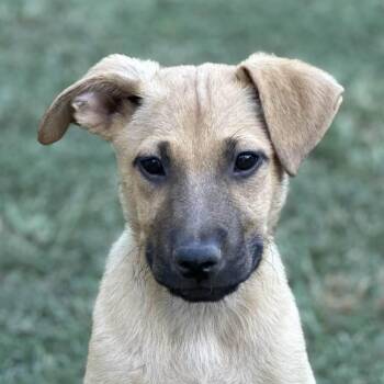 Rescue Australian Shepherd Dogs for Adoption in Locust Fork, Alabama - Athena | PetCurious