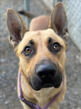 German Shepherd Dog Dogs Available for Adoption - *EVEREST | PetCurious