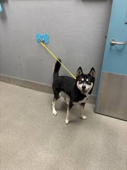 ALANA -  Siberian Husky Dog for Adoption in Las Vegas, Nevada - ALANA | PetCurious