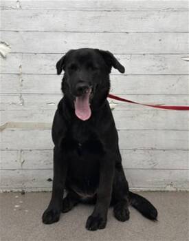 RIPLEY -  Labrador Retriever and Mixed Breed Dog for Adoption in San Bernardino, California - RIPLEY | PetCurious