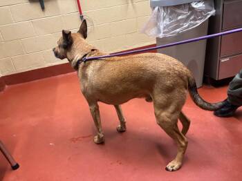 Pepsi -  Mixed Breed Dog Available for Adoption in Douglasville, Georgia - Pepsi | PetCurious