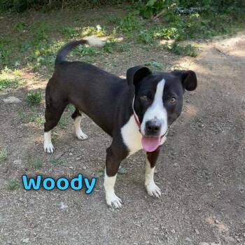 Woody -  Labrador Retriever Dog for Adoption in Oak Ridge, Tennessee - Woody | PetCurious