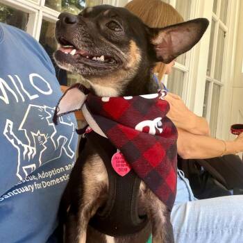 MIMI -  Chihuahua and Mixed Breed Dog for Adoption in Richmond, California - MIMI | PetCurious
