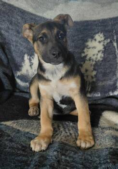 Mixed Breed Dogs Available for Adoption - Kiara | PetCurious