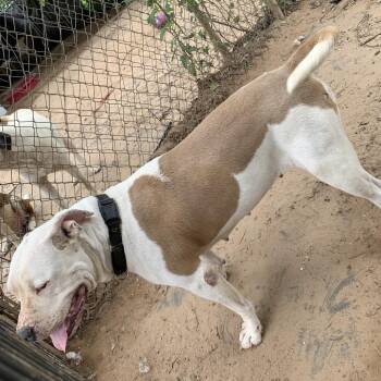 Emma -  American Bulldog Dog Available for Adoption in Hearne, Texas - Emma | PetCurious