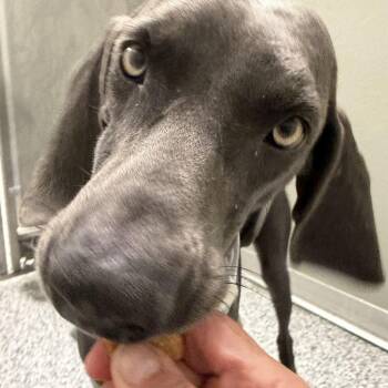 Rescue Weimaraner Dogs for Adoption - Sealy | PetCurious