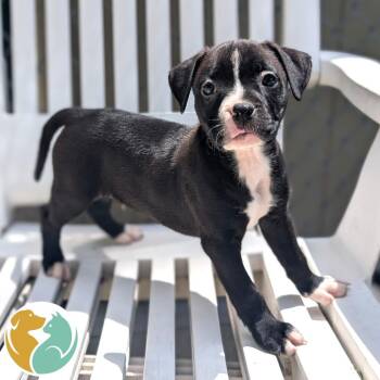 Seis -  Pit Bull Terrier Dog for Adoption in Toledo, Ohio - Seis | PetCurious