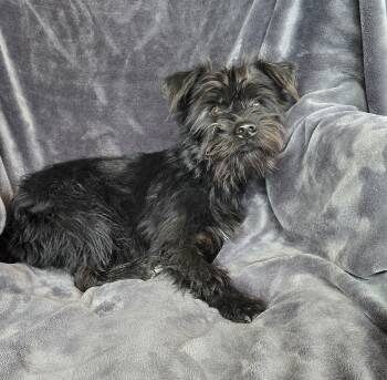 Schnauzer and Poodle Dogs Available for Adoption - Righteous Lil Mr Rigatoni ~ Schnerripoo | PetCurious