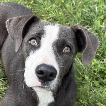 Labrador Retriever and Mixed Breed Dogs Available for Adoption in Brenham, Texas - Remy | PetCurious