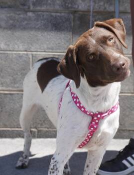 Ginger -  German Shorthaired Pointer Dog for Adoption in Pottsville, Pennsylvania - Ginger | PetCurious