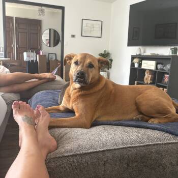 Rescue Boxer Dogs for Adoption in Pasco, Washington - Cam (Cameroni) | PetCurious