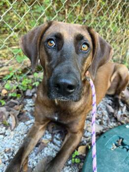River -  Hound and Belgian Shepherd Malinois Dog for Adoption in Ona, West Virginia - River | PetCurious