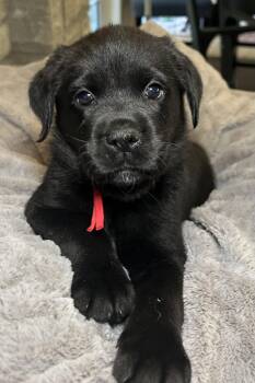 Zella -  Labrador Retriever Dog for Adoption in Barnhart, Missouri - Zella | PetCurious