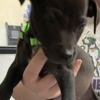 Pawn -  Pit Bull Terrier Dog for Adoption in Galveston, Texas - Pawn | PetCurious